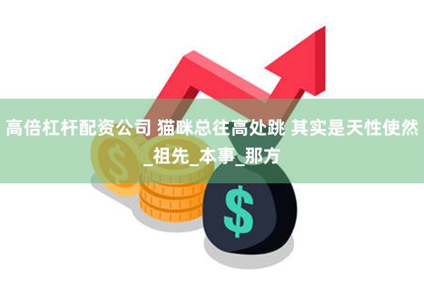 高倍杠杆配资公司 猫咪总往高处跳 其实是天性使然_祖先_本事_那方